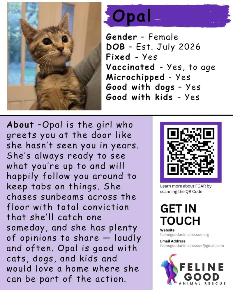 A baby medium-sized female Tabby (Brown / Chocolate) Domestic Short Hair cat named Opal for adoption in Eugene, OR