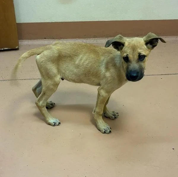 A baby large-sized male Shepherd dog named Revere for adoption in Kennewick, WA