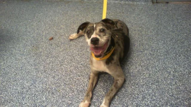 An adult medium-sized male Pit Bull Terrier dog named Rex for adoption in Charlotte, NC