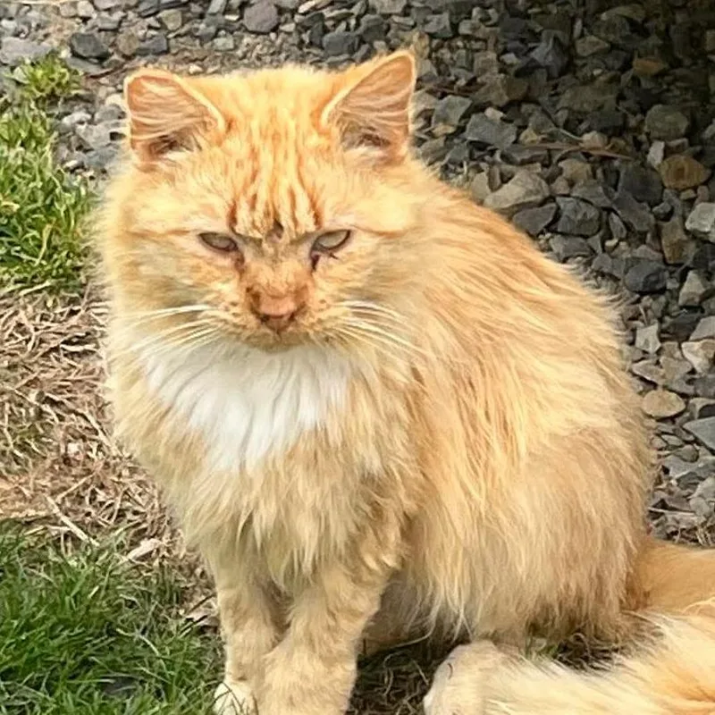 A young small-sized male Orange / Red Domestic Long Hair cat named Oliver for adoption in Washington, DC