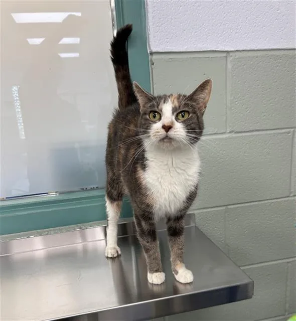 A young small-sized female Domestic Short Hair cat named Sunflower for adoption in Geneva, IL