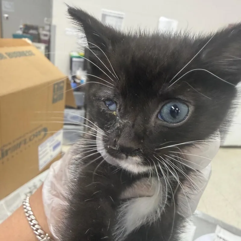 A baby small-sized male Black Domestic Short Hair cat named Marlee for adoption in Jacksonville, FL