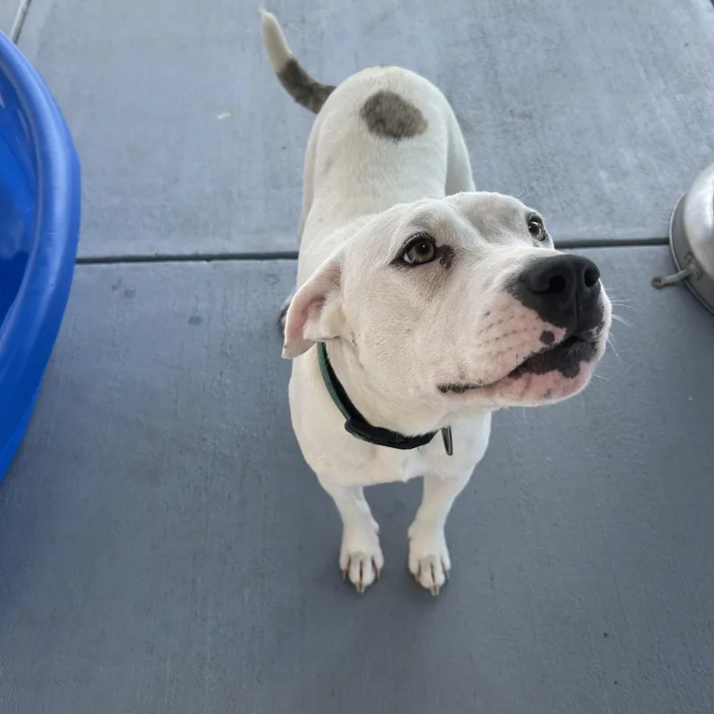 A young medium-sized female American Staffordshire Terrier dog named Molly for adoption in Seward, NE