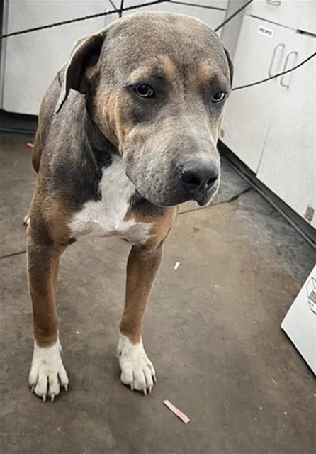 A young large-sized female Mixed Breed dog named Sasha for adoption in Dallas, TX