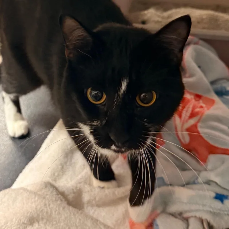 A young large-sized male Black Domestic Short Hair cat named Oreo for adoption in South Elgin, IL