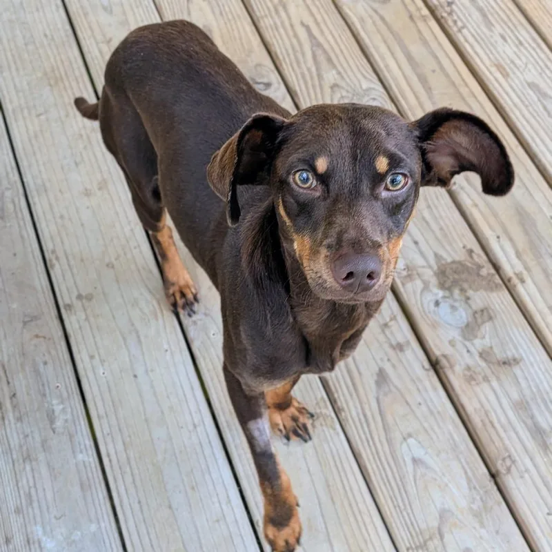 A young small-sized male Brown / Chocolate Miniature Pinscher dog named Wesson for adoption in Houston, TX