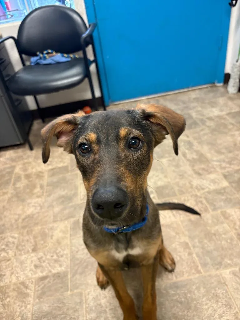 A baby large-sized male Shepherd dog named Chewbarka for adoption in Reno, NV