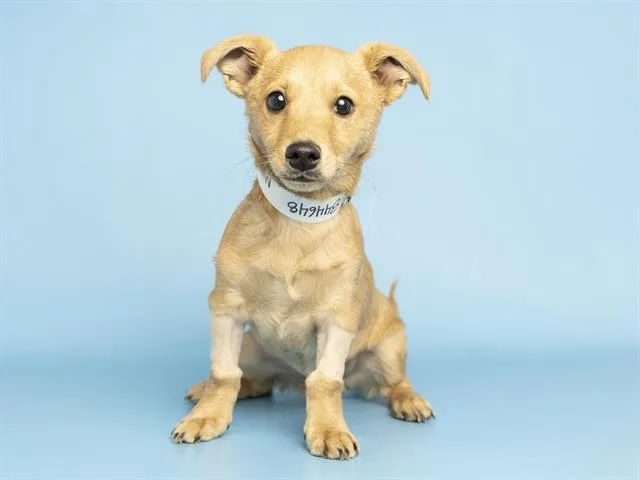 A baby small-sized male Chihuahua dog named Spud for adoption in Phoenix, AZ