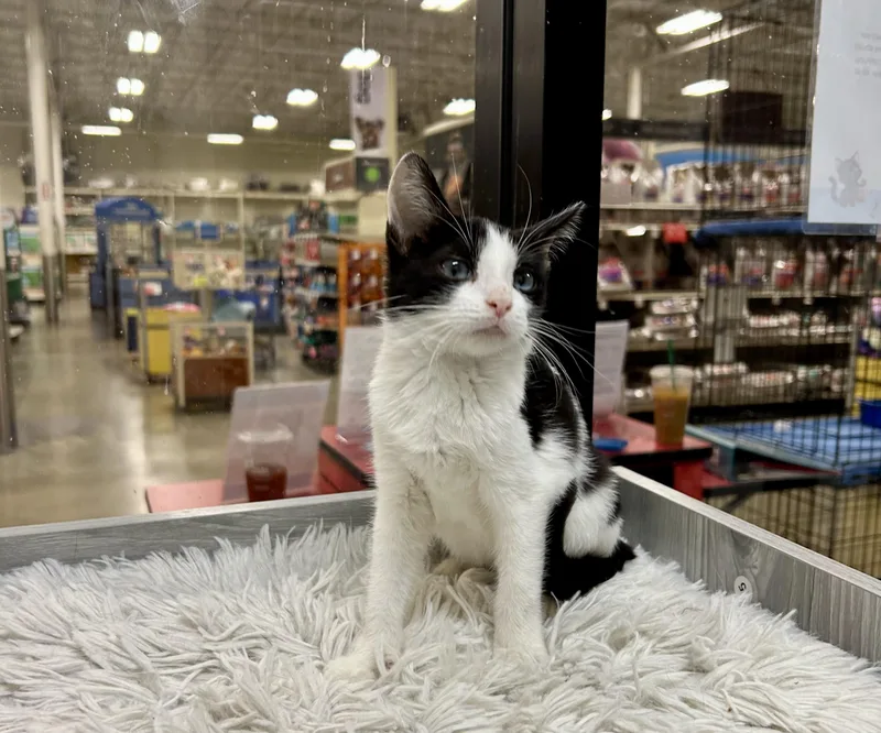 Onyx Sky ~ Ojos thumbnail 2