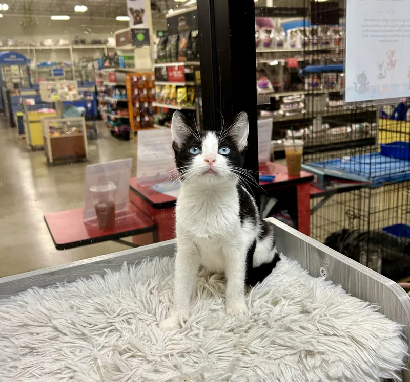 Onyx Sky ~ Ojos thumbnail 3