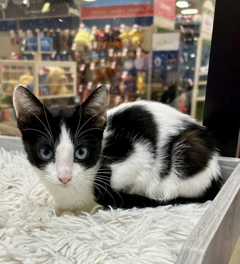 Onyx Sky ~ Ojos thumbnail 4