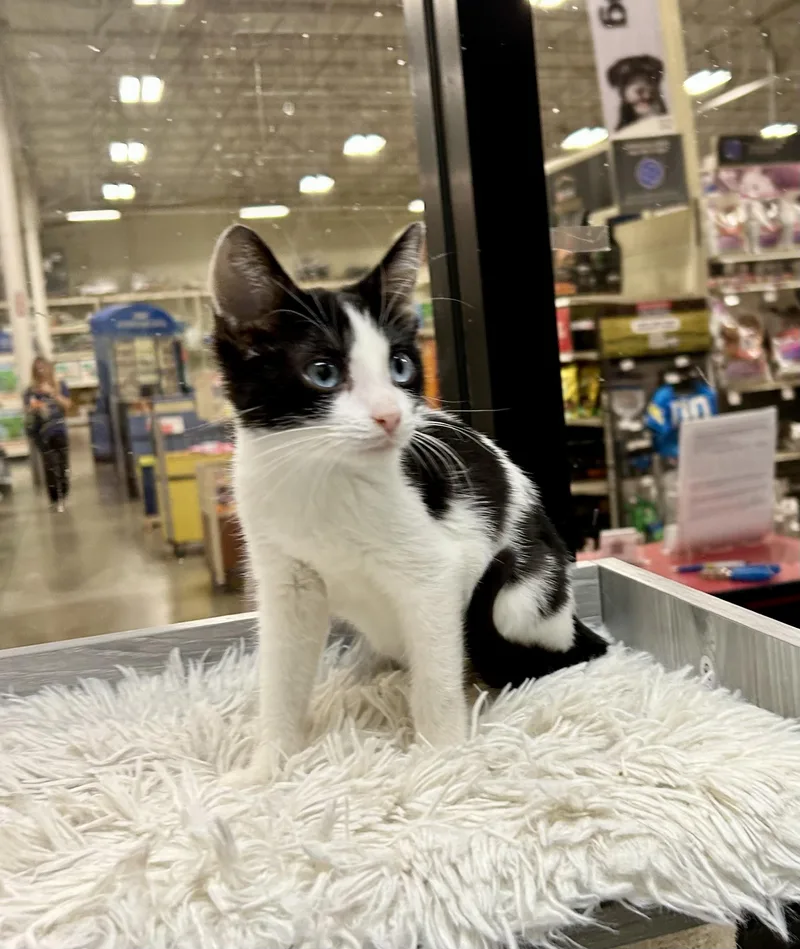 Onyx Sky ~ Ojos thumbnail 5