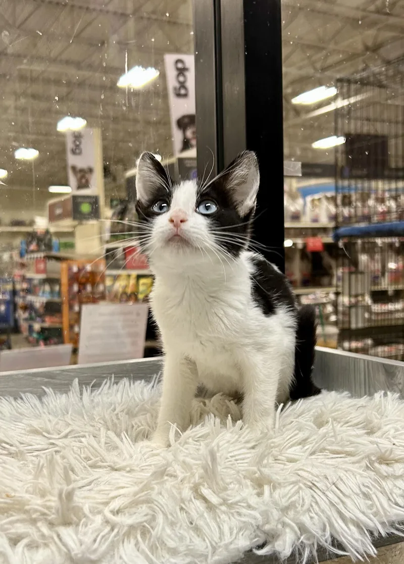 Onyx Sky ~ Ojos thumbnail 6