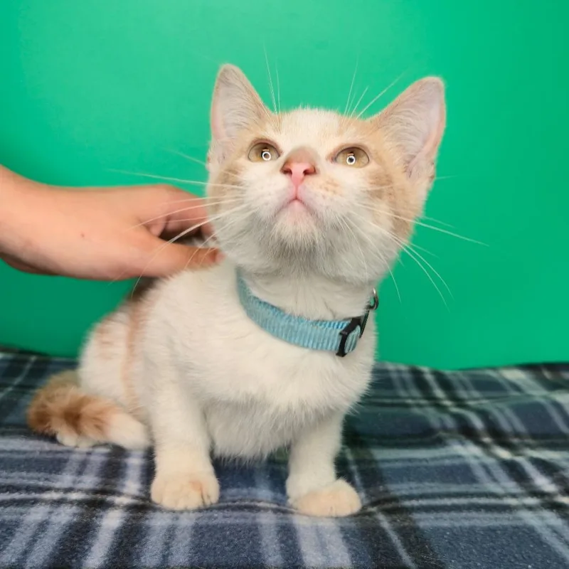 A baby small-sized male Buff / Tan / Fawn Domestic Short Hair cat named Ike for adoption in San Antonio, TX