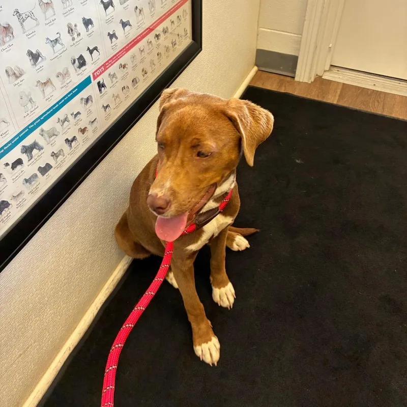 A young medium-sized female Brown / Chocolate Chocolate Labrador Retriever dog named Caramel for adoption in Morganfield, KY