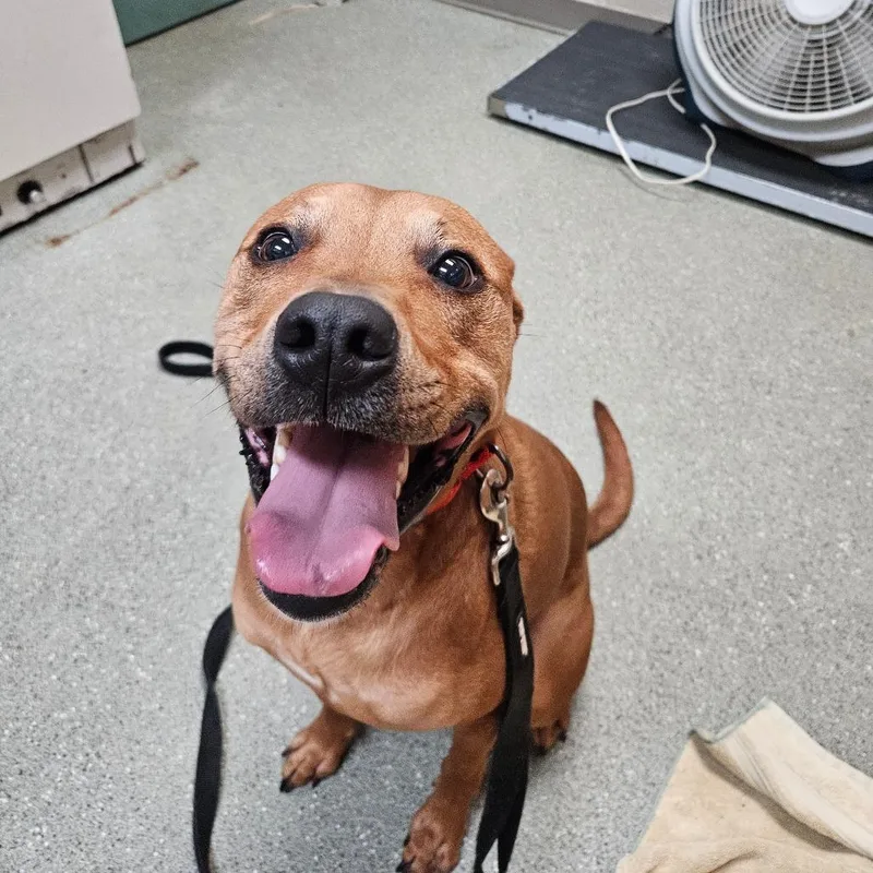 An adult large-sized male Brown / Chocolate Pit Bull Terrier dog named Zeus for adoption in Newark, DE