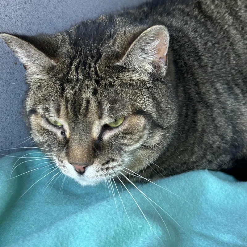 An adult medium-sized female Tabby (Gray / Blue / Silver) Tabby cat named Rachel for adoption in Lambertville, NJ