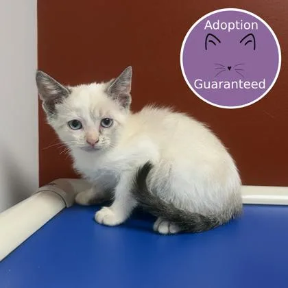 A baby small-sized female Siamese cat named Mochi for adoption in Janesville, WI