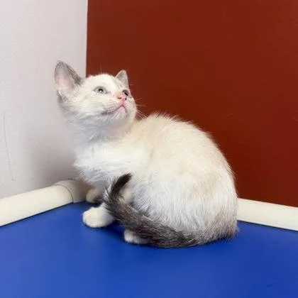 Mochi thumbnail 3