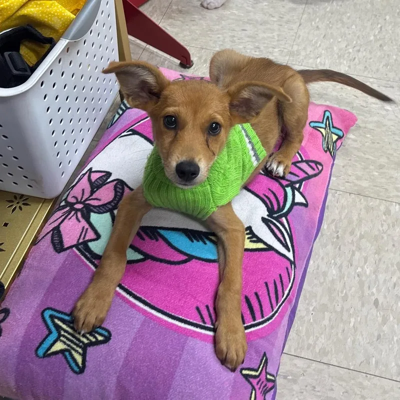 A baby small-sized male Chihuahua dog named Monday for adoption in Franklin, NC