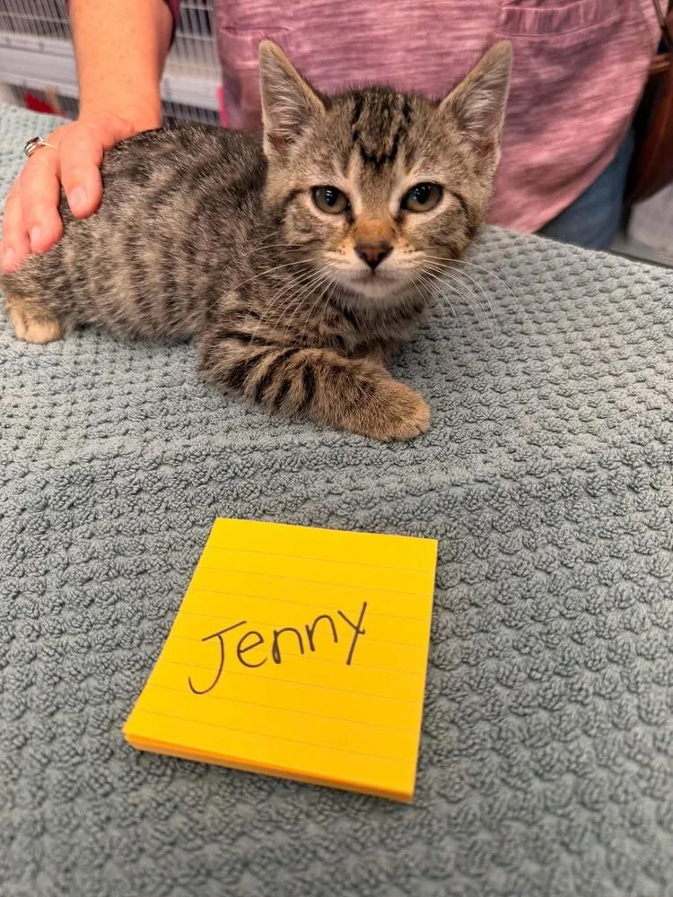 A baby small-sized female Brown / Chocolate Domestic Short Hair cat named Jenny for adoption in Vancouver, WA