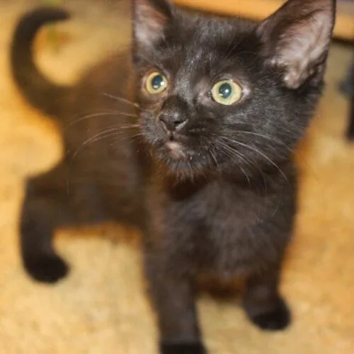 A baby small-sized female Black Domestic Short Hair cat named Annie for adoption in Canal Winchester, OH