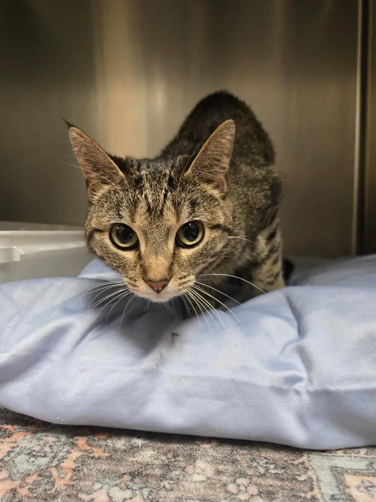 A young small-sized female Domestic Short Hair cat named Elsa for adoption in Saint Clairsville, OH