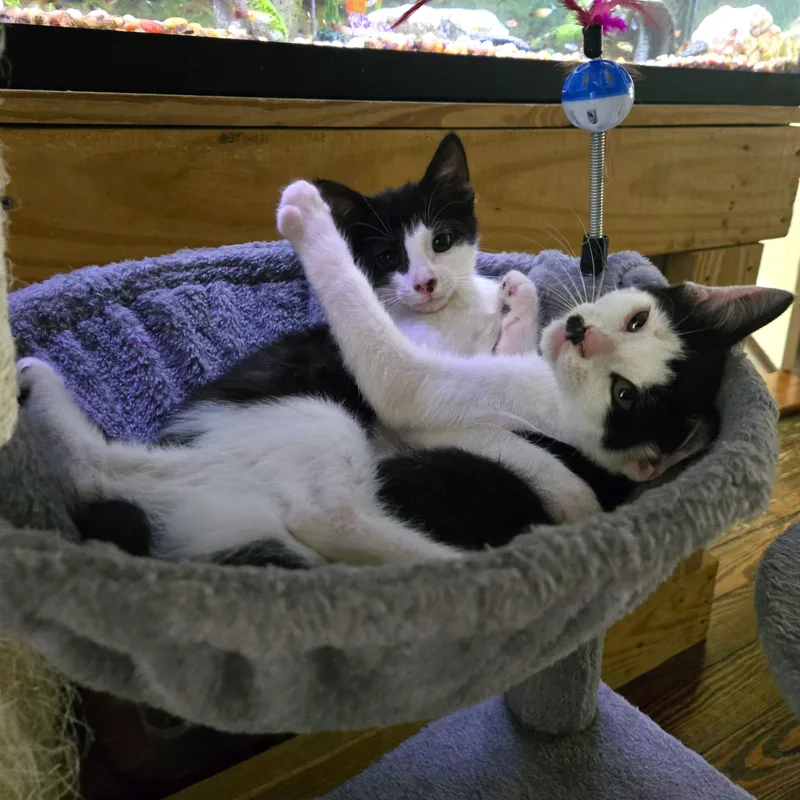 A baby medium-sized male Black & White / Tuxedo Domestic Medium Hair cat named George for adoption in Smithfield, NC