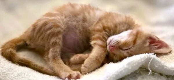 A baby medium-sized female Tabby (Orange / Red) Domestic Short Hair cat named Cyndi Lauper for adoption in Great Neck, NY
