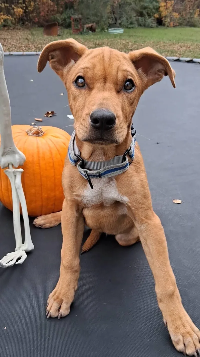 A baby medium-sized male Mixed Breed dog named Pumpkin for adoption in Grand Rapids, MI