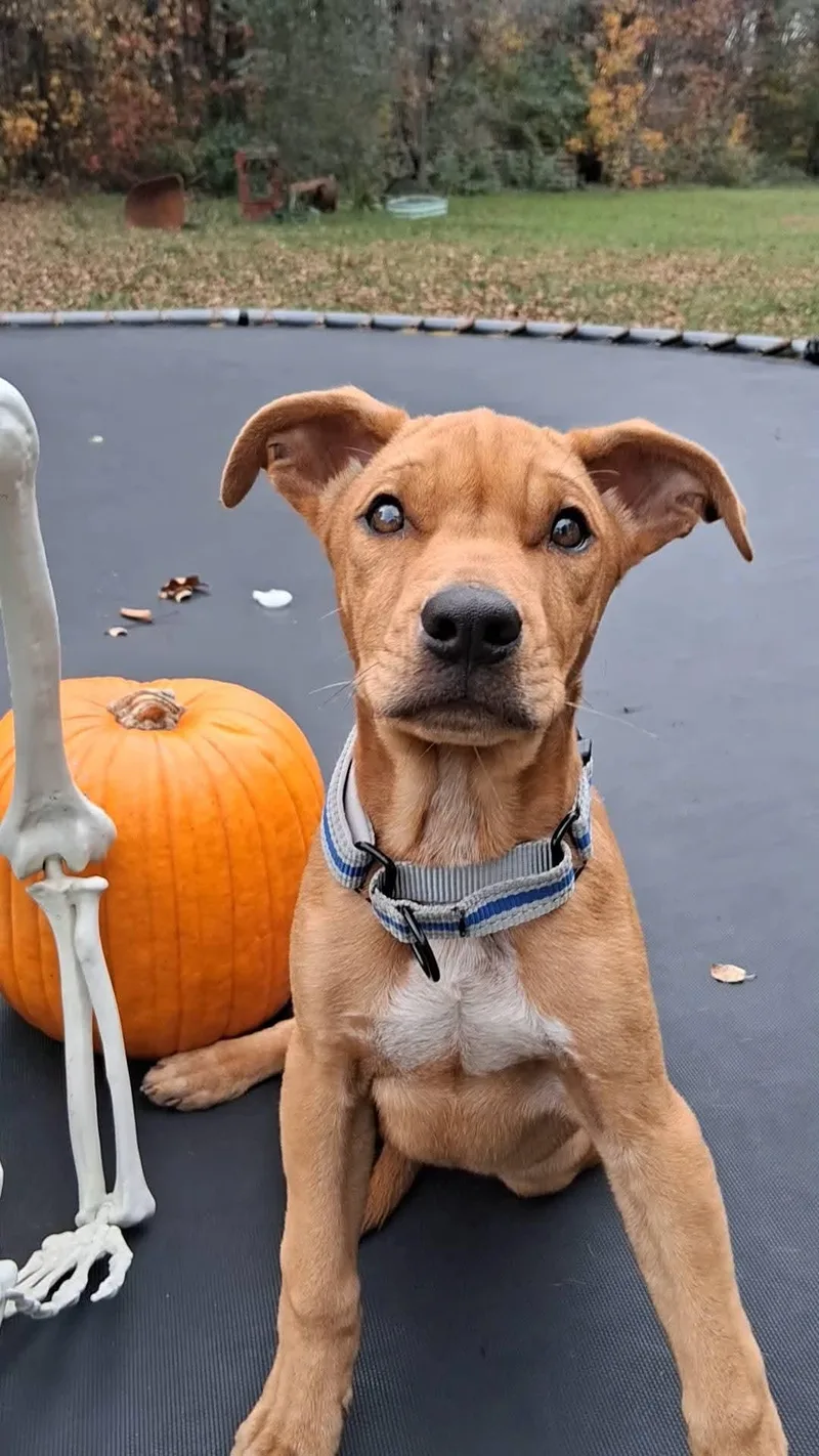 Pumpkin thumbnail 2