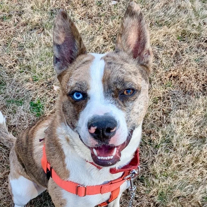 An adult medium-sized male Catahoula Leopard Dog dog named Barry for adoption in Bloomfield, CT