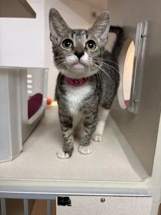 A young small-sized female Domestic Short Hair cat named A Barbara for adoption in North Charleston, SC