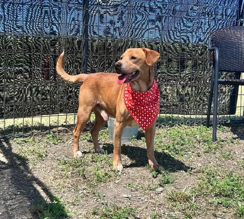 An adult large-sized male Brown / Chocolate Mixed Breed dog named Brinks for adoption in Scott, LA