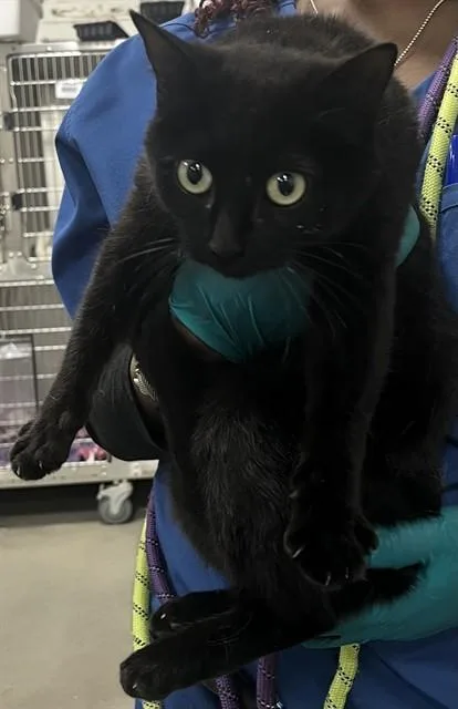 A young medium-sized female Domestic Short Hair cat named Dolo for adoption in Upper Marlboro, MD