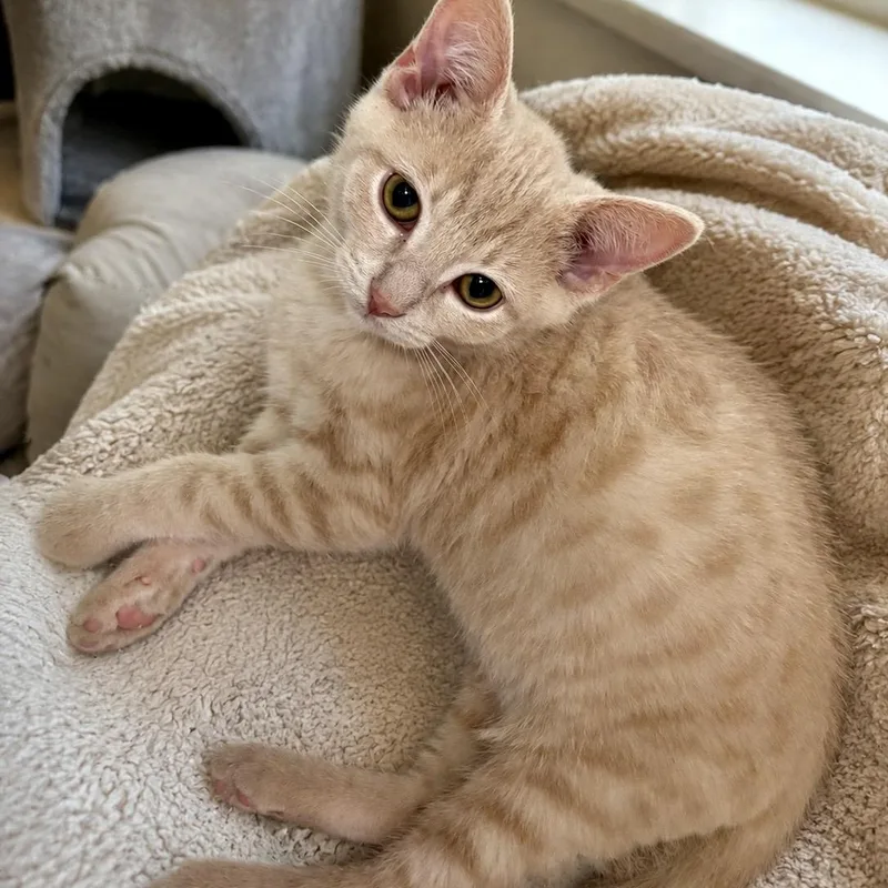 A baby small-sized male Buff / Tan / Fawn Domestic Short Hair cat named Boo Boo  Best for adoption in West Jefferson, OH