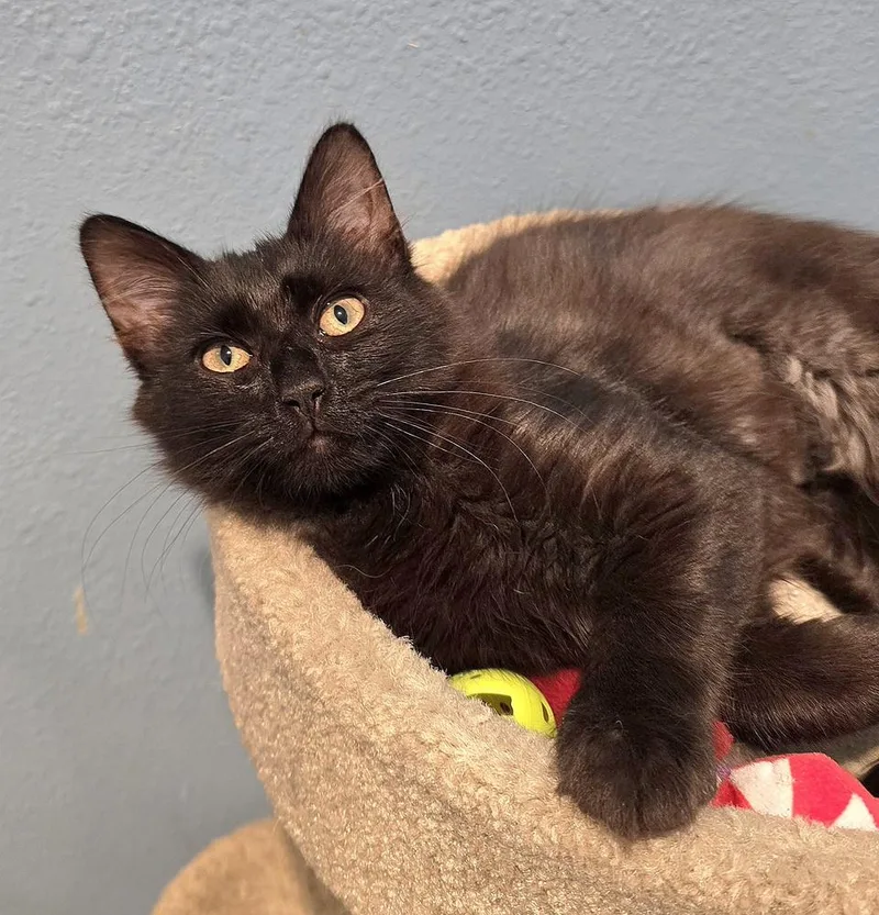 A baby small-sized female Black Domestic Medium Hair cat named Jessie for adoption in Vancouver, WA