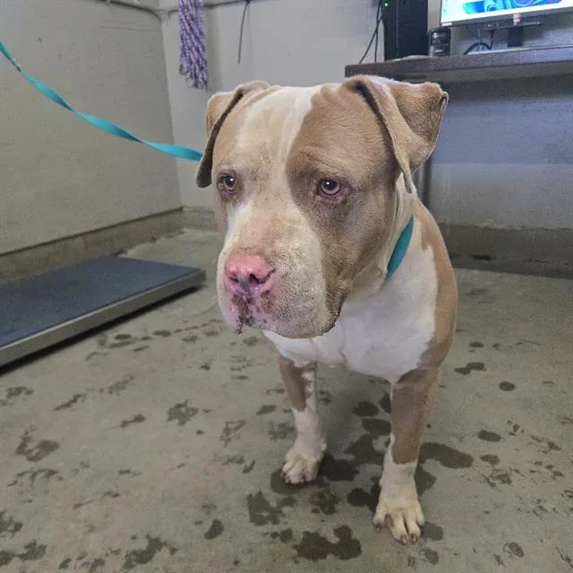 An adult large-sized male Pit Bull Terrier dog named Rocko for adoption in Camarillo, CA