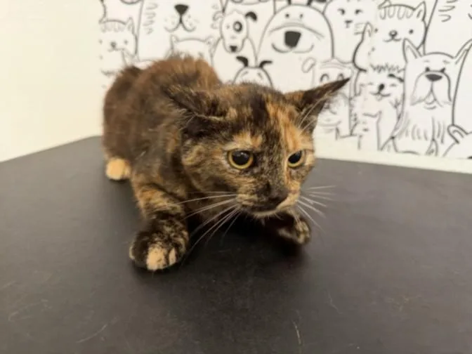 A young medium-sized female Domestic Short Hair cat named Jade for adoption in San Pedro, CA