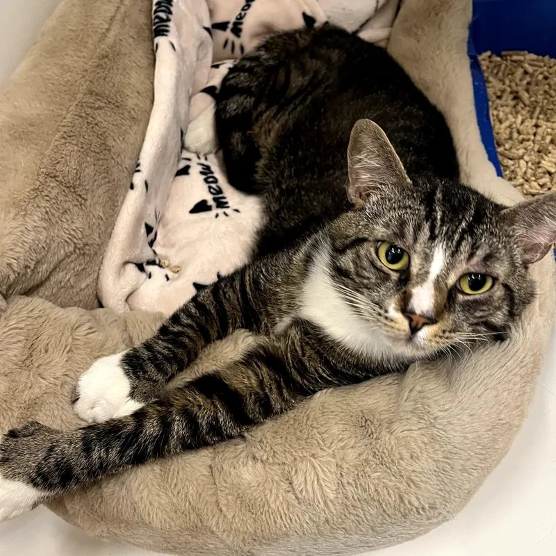 A young large-sized male Brown / Chocolate Extra-Toes Cat / Hemingway Polydactyl cat named Crackers  City Of for adoption in Chino Hills, CA
