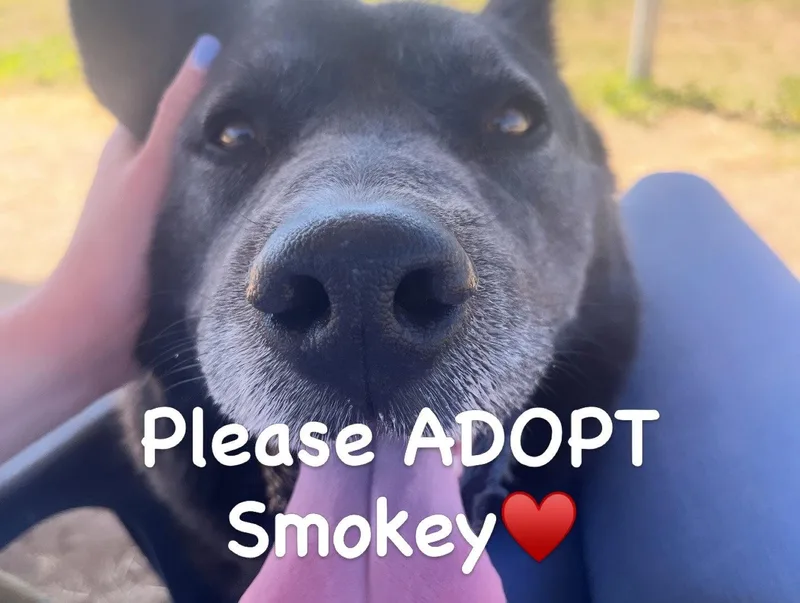 An adult large-sized male Akita dog named Smokey for adoption in Romoland, CA