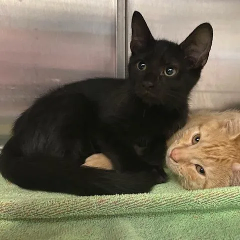 A baby small-sized female Black Domestic Short Hair cat named Licorice for adoption in Dayton, OH