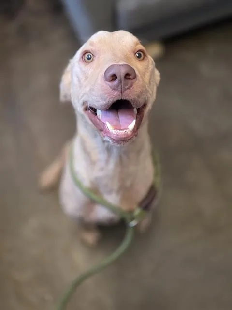 An adult medium-sized male Mixed Breed dog named Tap Dance for adoption in Fort Walton Beach, FL