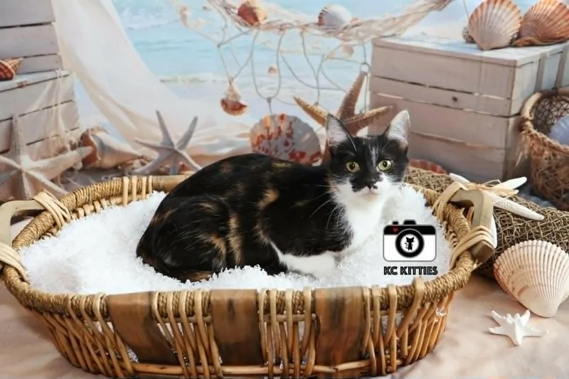 An adult medium-sized female Calico Domestic Short Hair cat named Windmill for adoption in Overland Park, KS