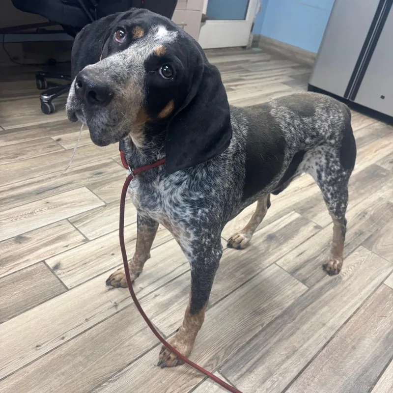 An adult large-sized male Gray / Blue / Silver Mixed Breed dog named Blue for adoption in Henderson, KY