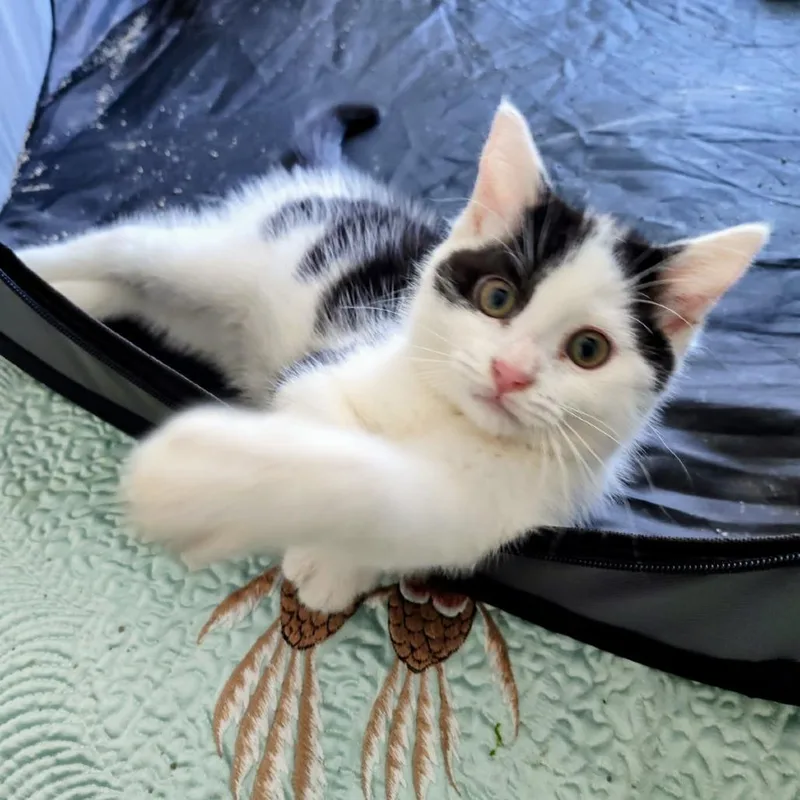 A baby small-sized female Black Domestic Short Hair cat named Emma for adoption in Skokie, IL