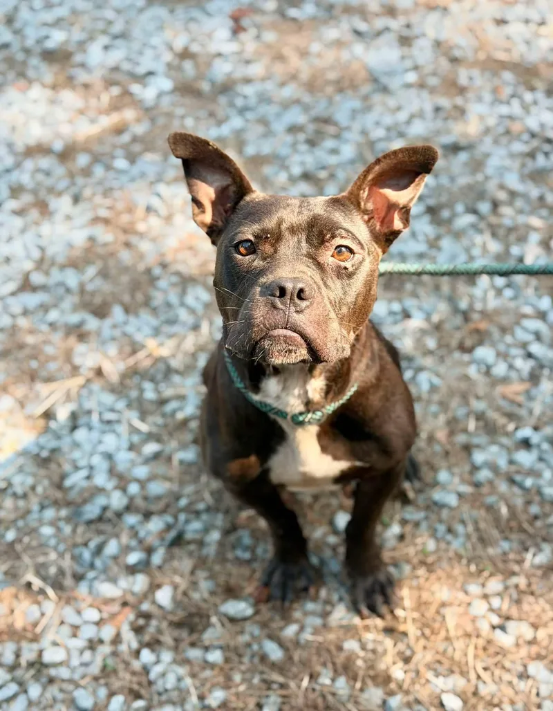 An adult medium-sized female American Bulldog dog named Georganna for adoption in Elizabethtown, NC