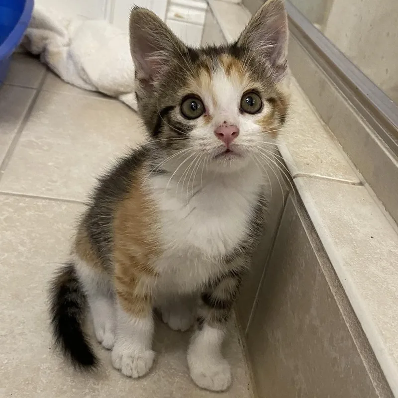 A baby medium-sized female Calico Domestic Short Hair cat named Daffodil for adoption in Murfreesboro, TN