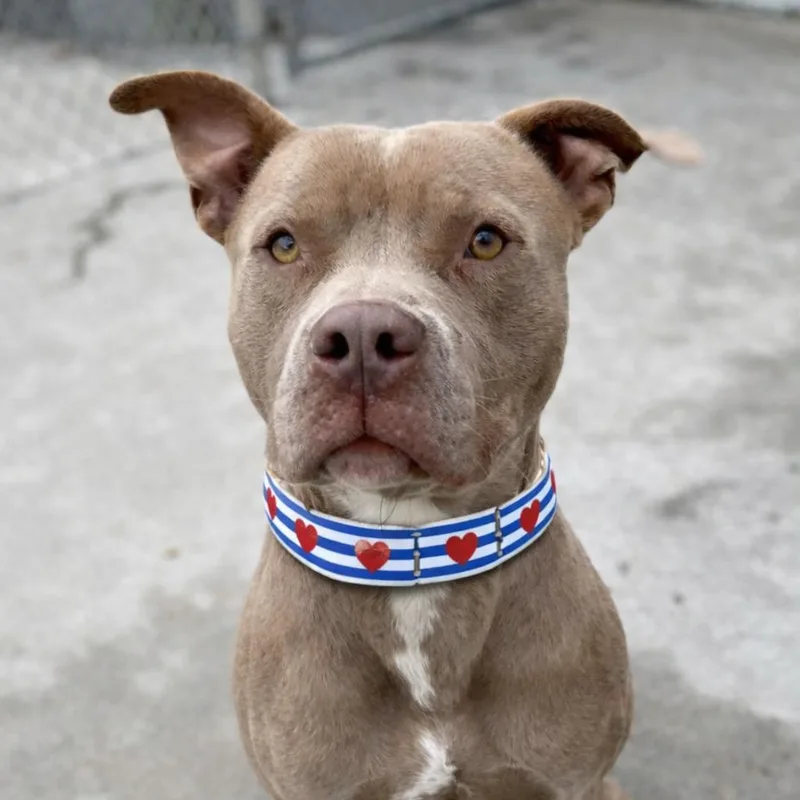 A young medium-sized male Terrier dog named Milkdud for adoption in POLKTON, NC