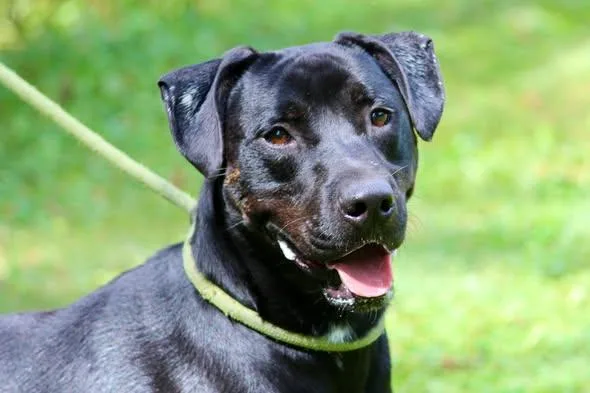 An adult large-sized male Black Mixed Breed dog named Sharky for adoption in Brazil, IN